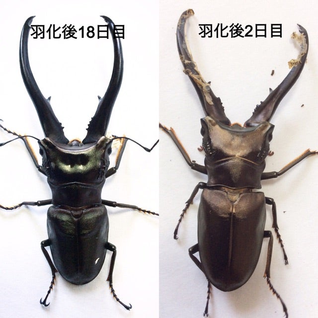 昆虫標本 大型モンギロー二ホソアカ 77mm 飼育品 モンギロンホソアカ