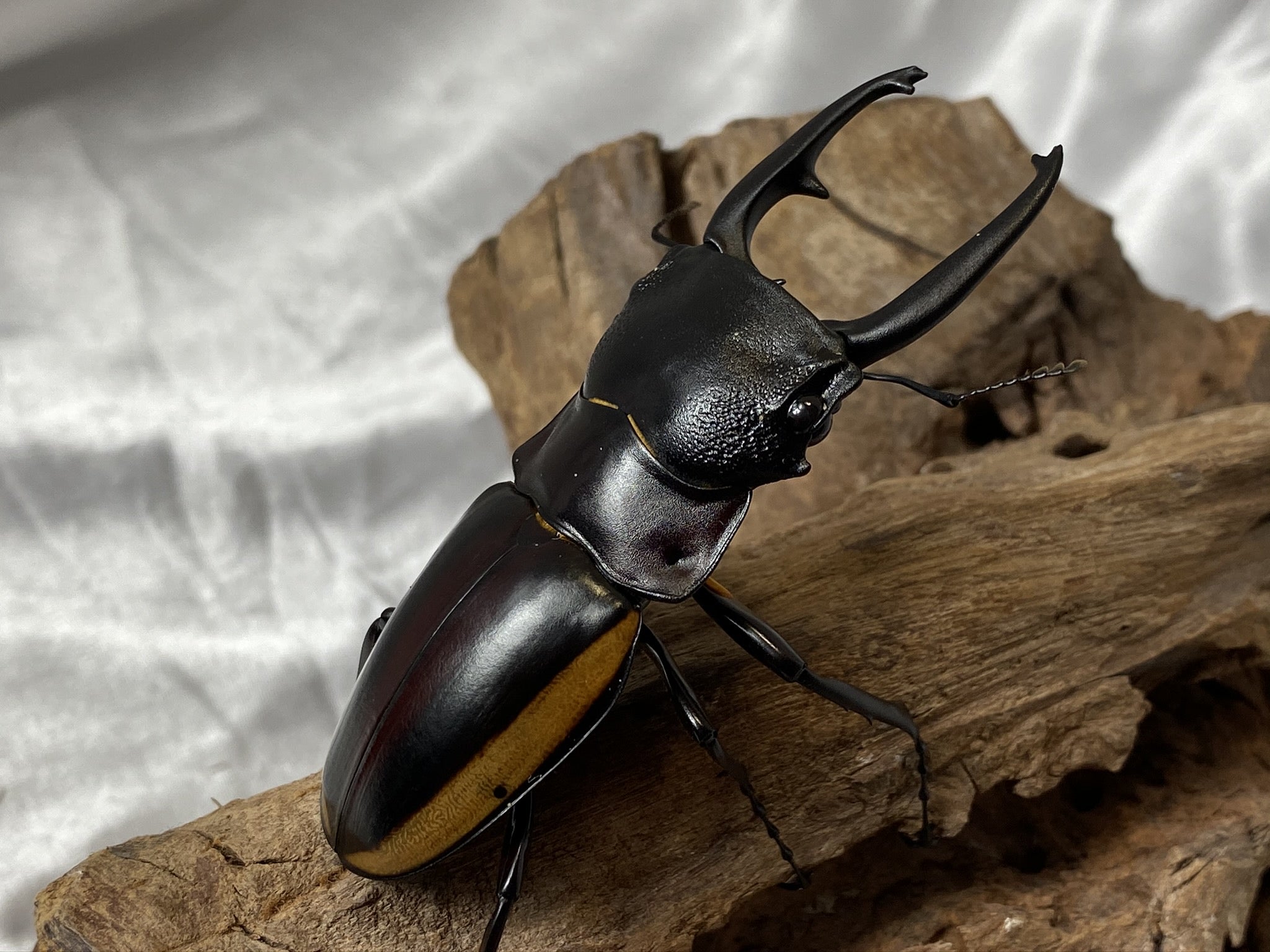 増種】スチーブンスツヤクワガタを購入しました！！＃ｽﾁｰﾌﾞﾝｽ1 | 王艶