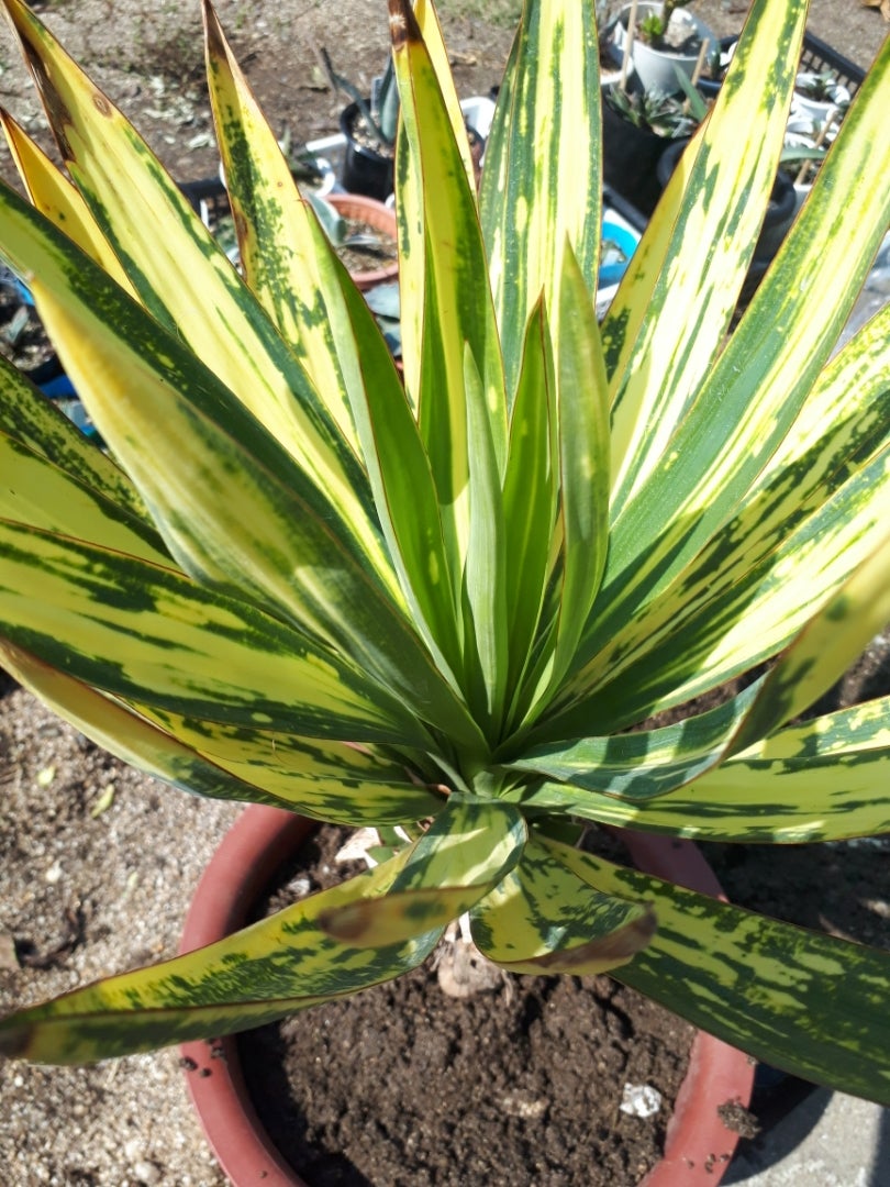 ユッカグロリオサ 散り斑 鉢植え | ドライガーデン&金魚