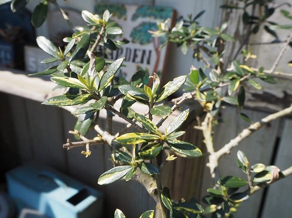斑入りオリーブも春のお目覚め | ブログ版Olive&SucculentGarden