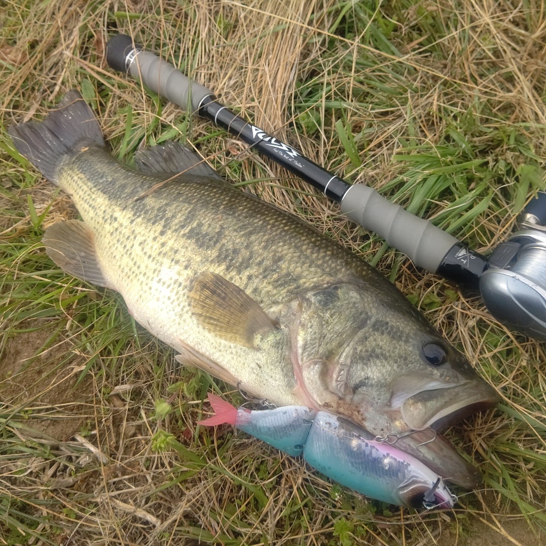 タイニークラッシュ “TRIBE WEED” | TRIBE JiN