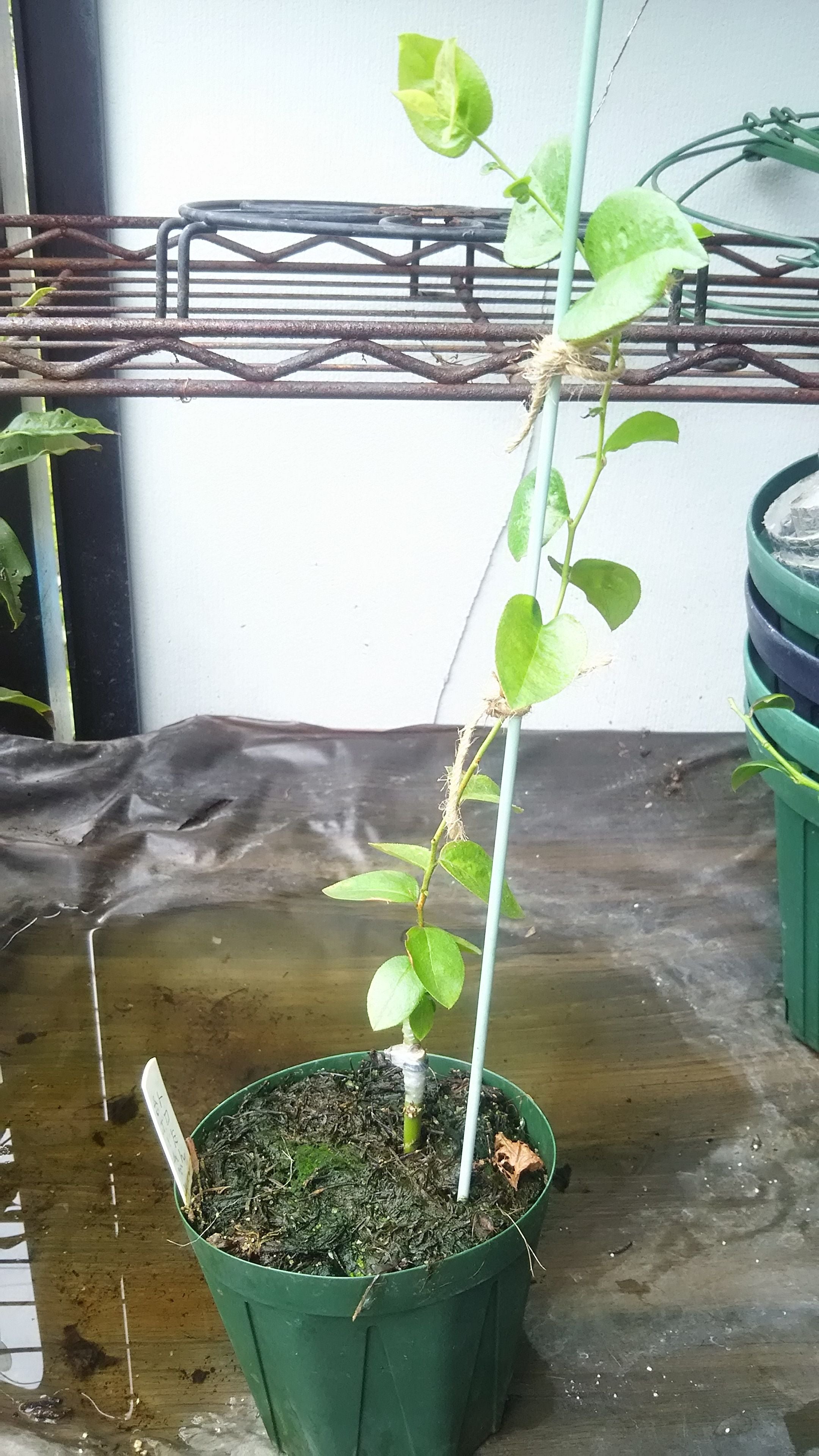 ブルーベリー接ぎ木・挿し木・育成中の株の様子（8月23日） | はやて号