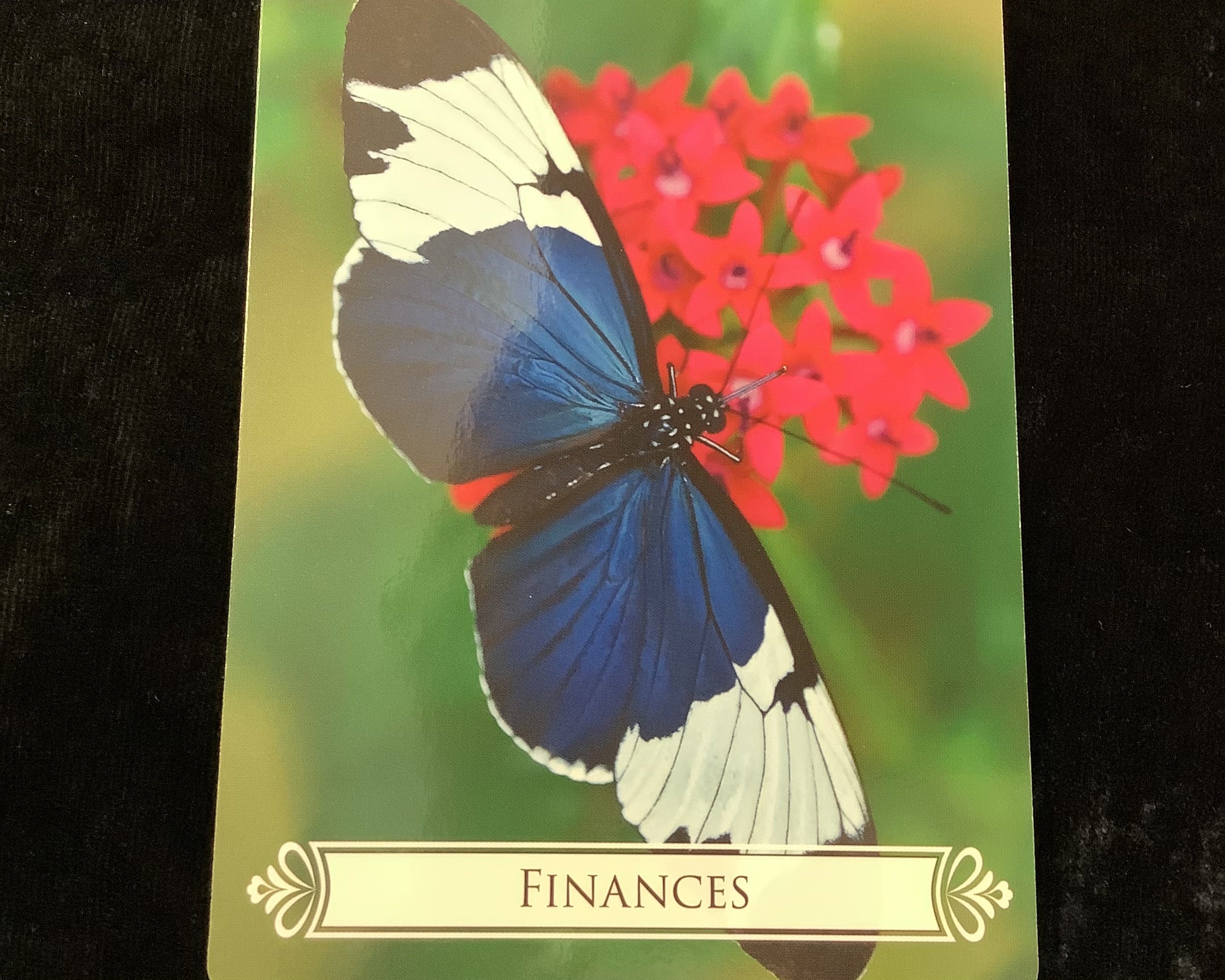 カード紹介】バタフライオラクルカード | 日本のオラクルカード