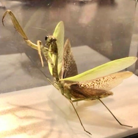 カマキリの立体標本 | あおむしBlog