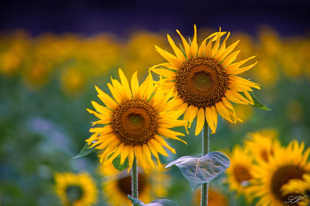 CONTAX TELE-TESSAR 200mm f3.5 AEG | SKの寫眞機道楽