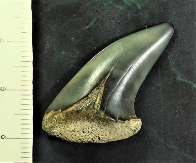 山入層 ホホジロザメ属のハスタリスの歯化石 | kulif 化石 富貴蘭 石斛