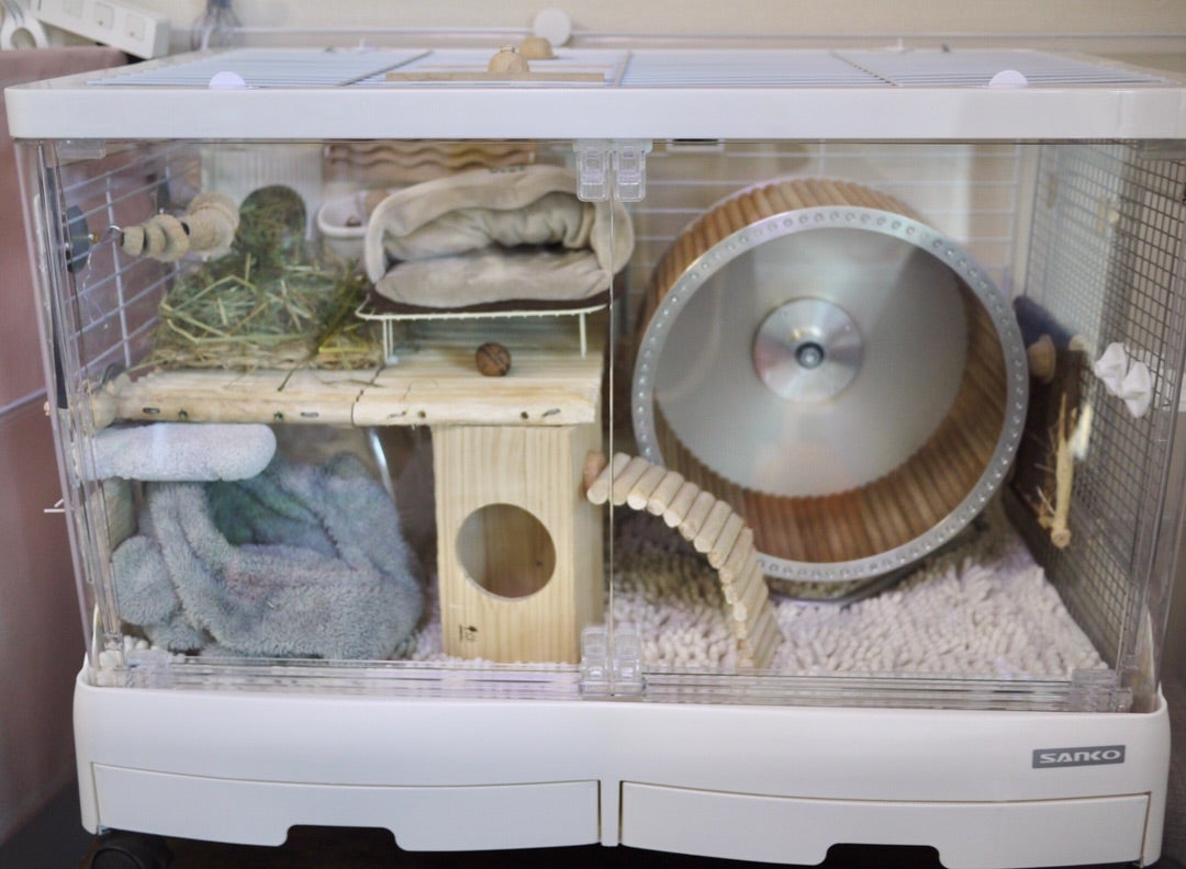 デグーにSANKO イージーホームシャイニーを使ってみた感想 | デグーの