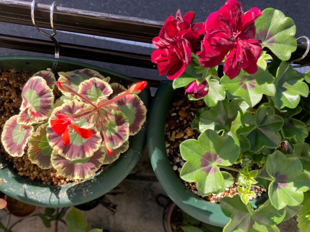 ゼラニウム写真集 2021〜 | バラとアロイドの間で