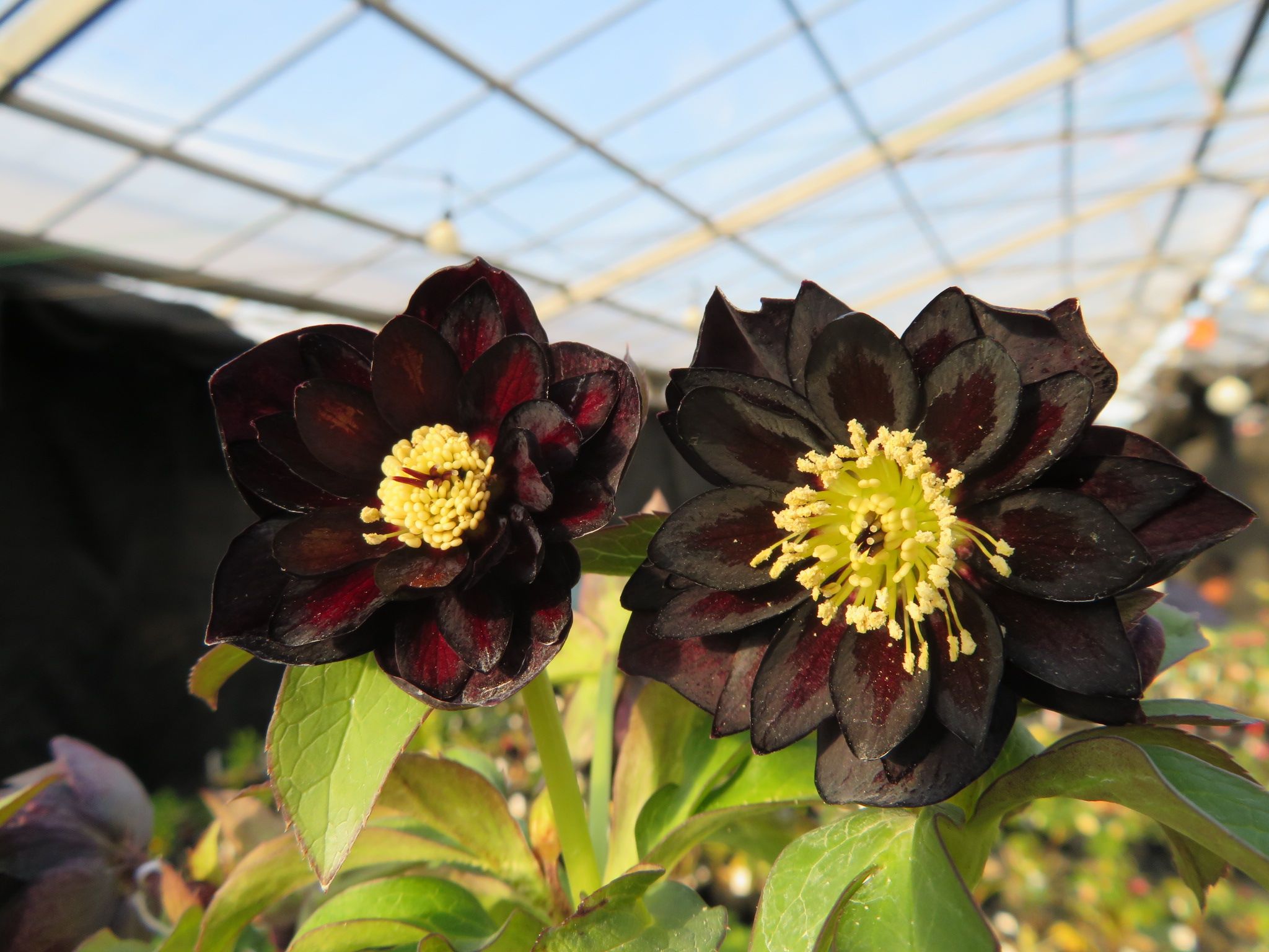 クリスマスローズ 開花予定株 小輪剣弁ブラック×八咫烏 クリスマス