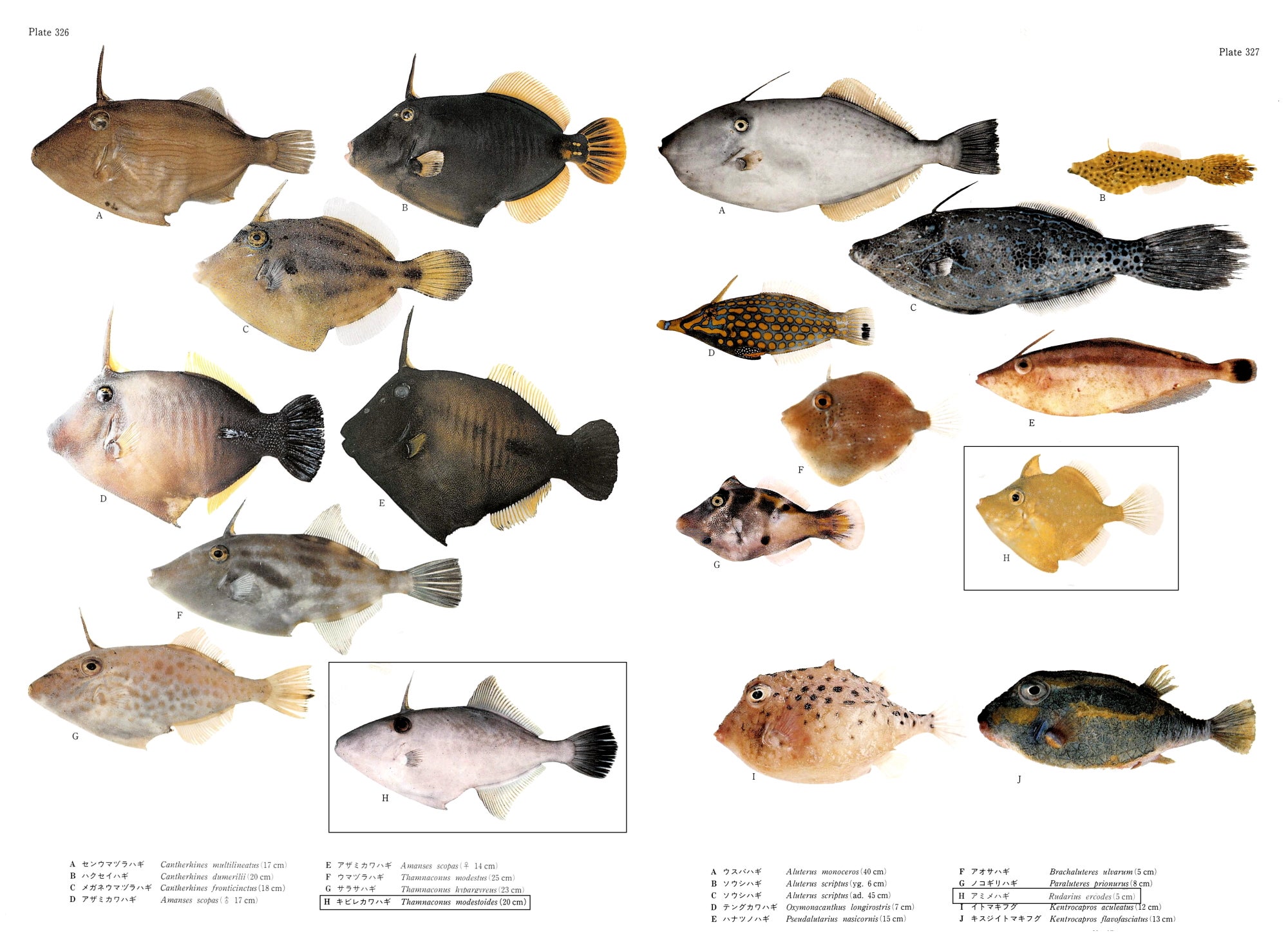 益田ら（1988）日本産魚類大図鑑（第2版）のこと | ウッカリカサゴのブログ