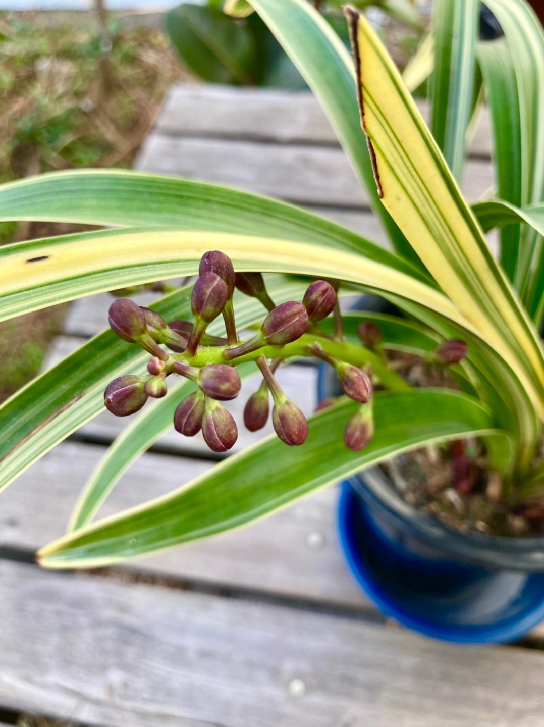 キンリョウヘンの花芽の成長 | にほんみつばちと愉飼な仲間 byみつばち