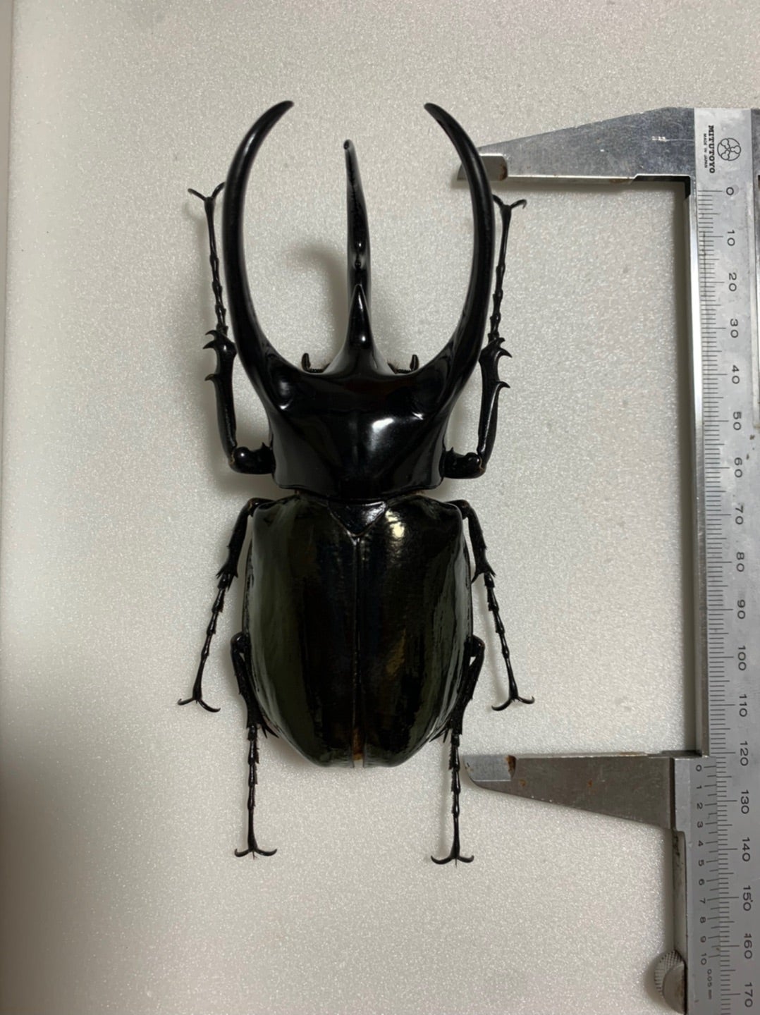 スマトラコーカサス No.2 | 愉快な海と波と恵