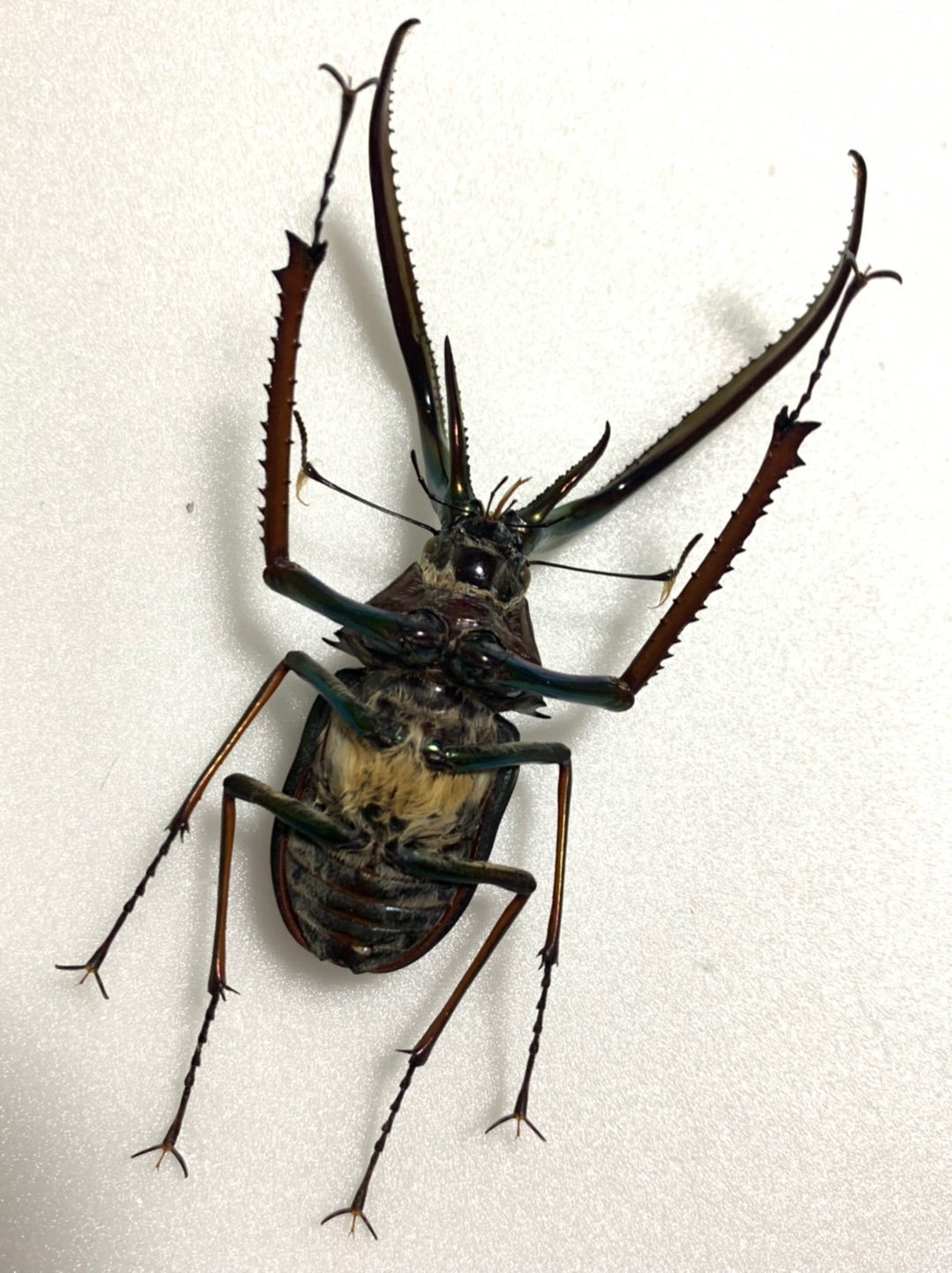 チリクワガタ No.1 | 愉快な海と波と恵