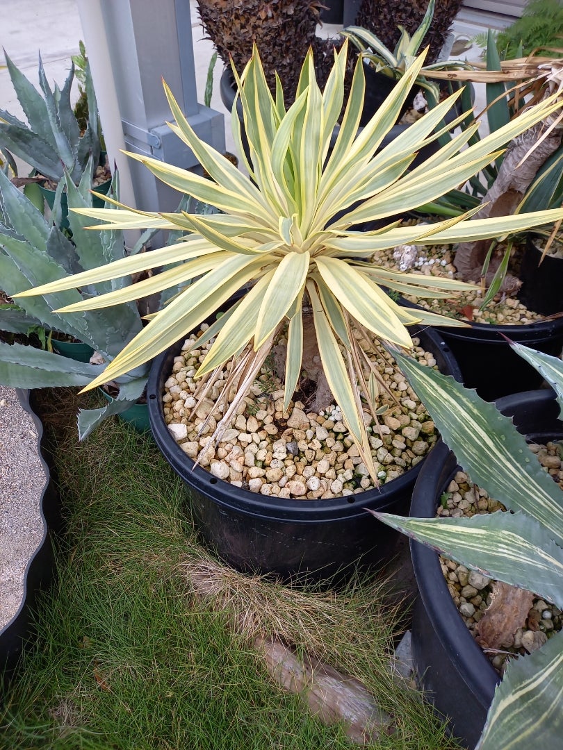 ユッカ グロリオサ ブライトスター【21-407】 ユッカ・グロリオサ