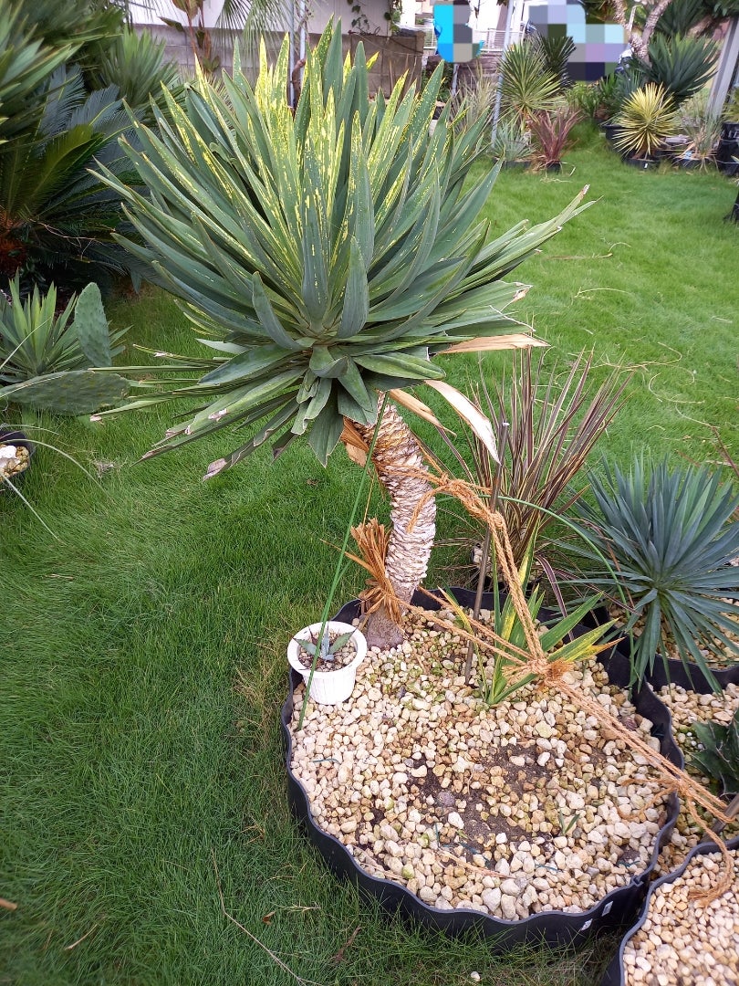 ユッカグロリオサ散り斑 | ドライガーデン&金魚