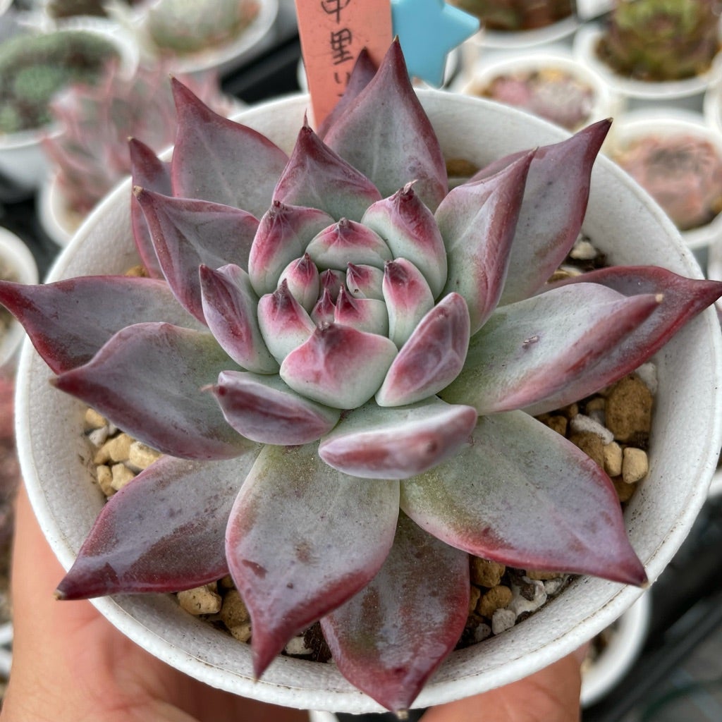 リスペクト！中里リンゼアナ | コキリノSucculents Life