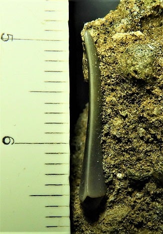 関野鼻のサメ ホホジロザメ属のハスタリスの歯化石 | kulif 化石 富貴