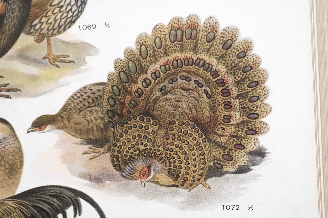 黒田長禮：鳥類原色大図説。小林重三の博物画 | mizusumashi-tei みず
