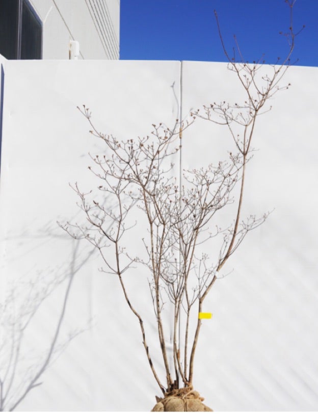 山採りツツジ ヤマツツジ | chito-kara-pyonのブログ