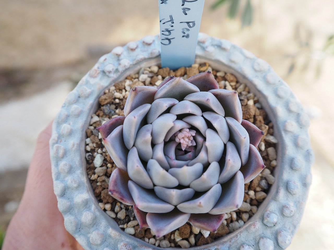 ❁おらいさん苗 そわそわ 札付き （抜き苗） おらいさん苗 】そわそわ