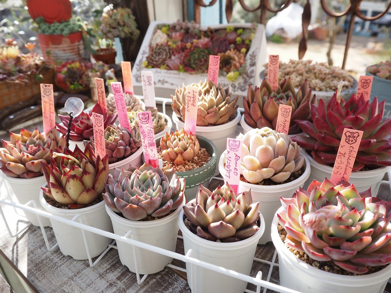 ルイパパさん苗A 熟株 4苗セット 札付き ルイパパさん苗A 熟株 4苗