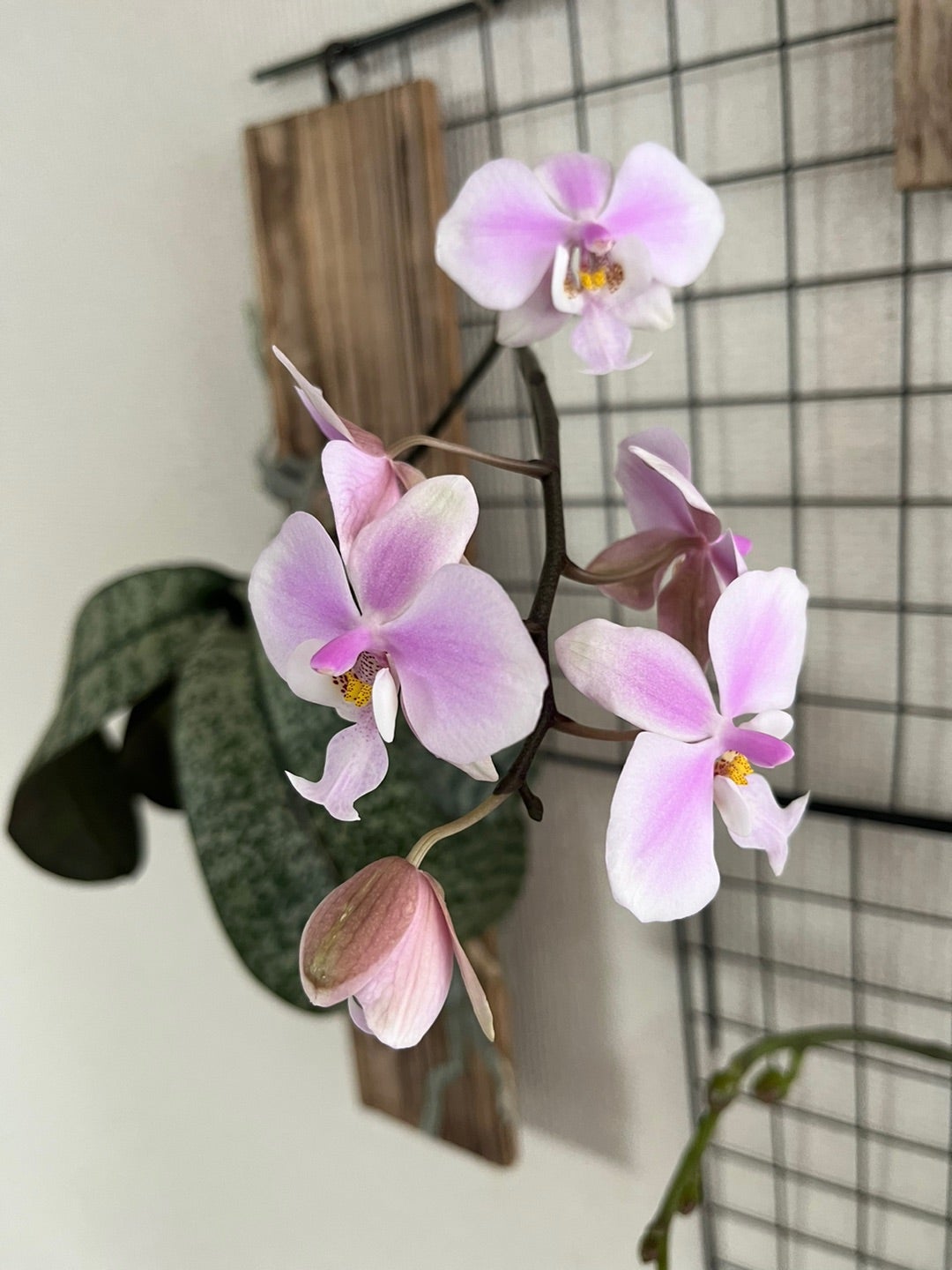 香る胡蝶蘭 シレリアナが咲きました^ ^ | 胡蝶蘭にハマって楽しく色々