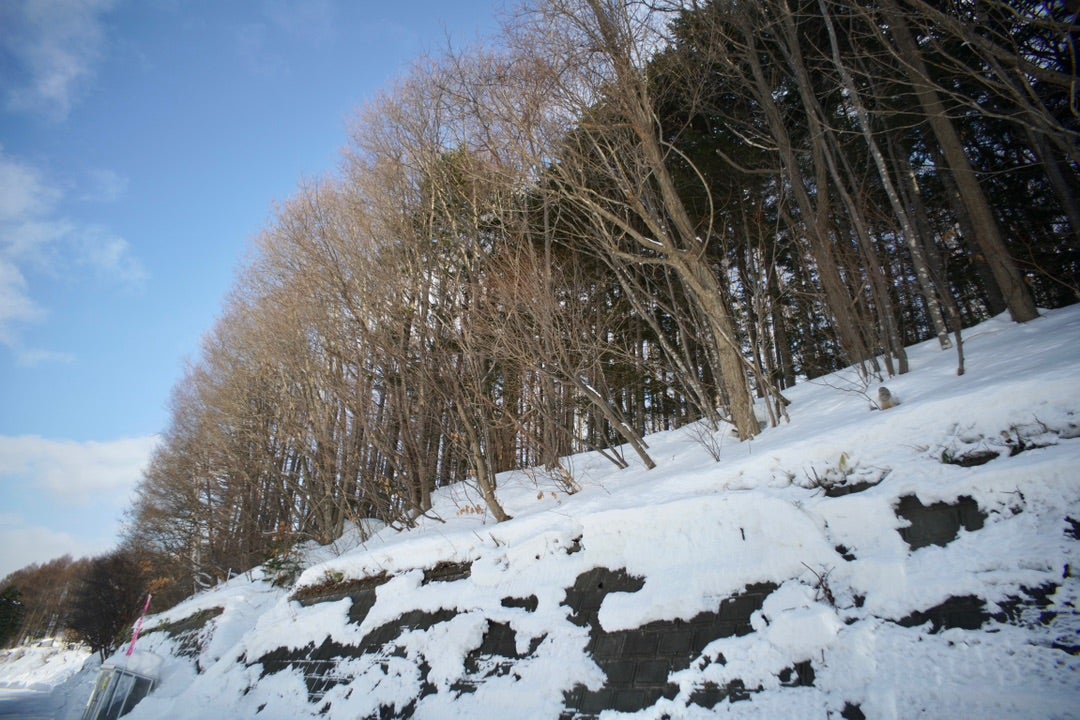 AUTO TAMRON 21mm f4.5 (PFJ-45Au) | ほぼジャンクな機材でお送りする