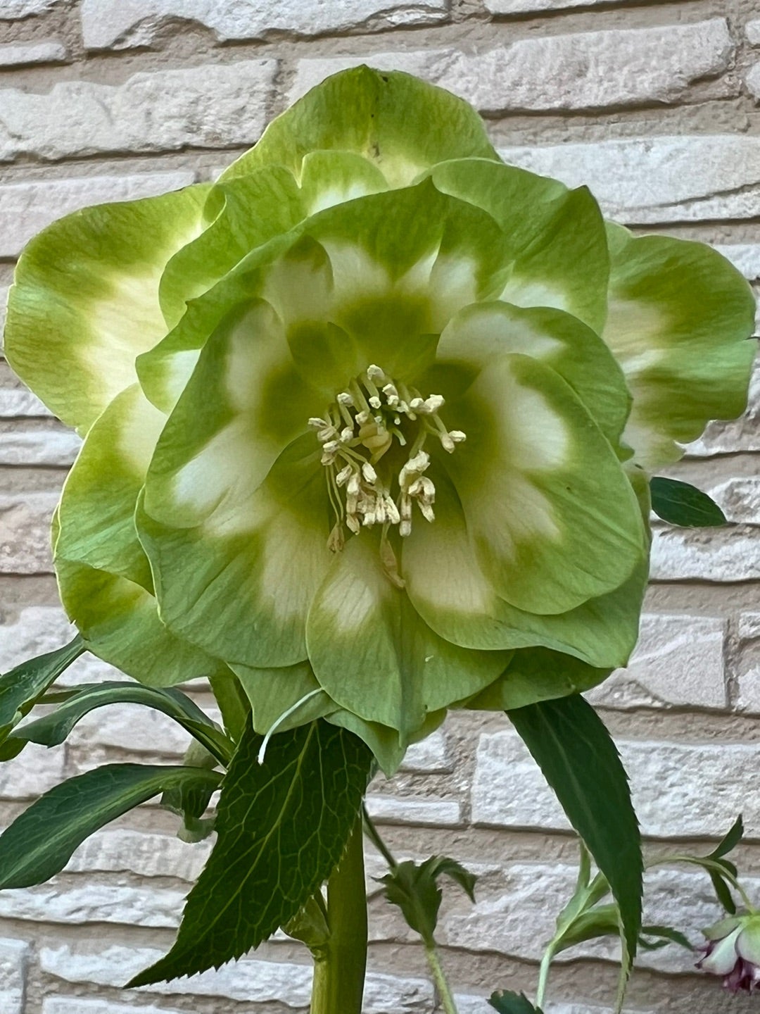 クリスマスローズ ハート利休 | コユキのブログ