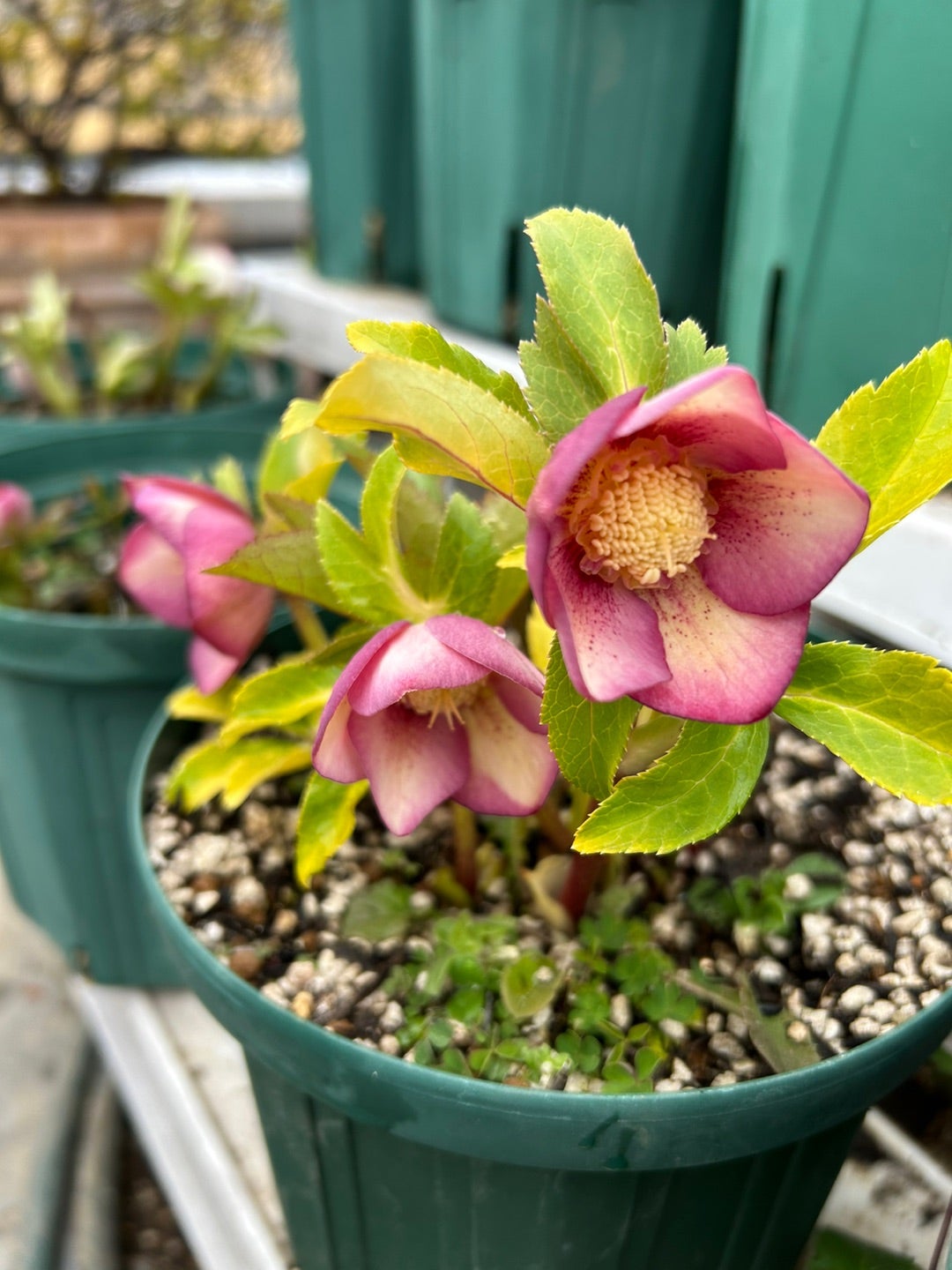 今朝のクリスマスローズ＊新たに咲いた子達＊ソレイユ＊ | Kazumi's Diary