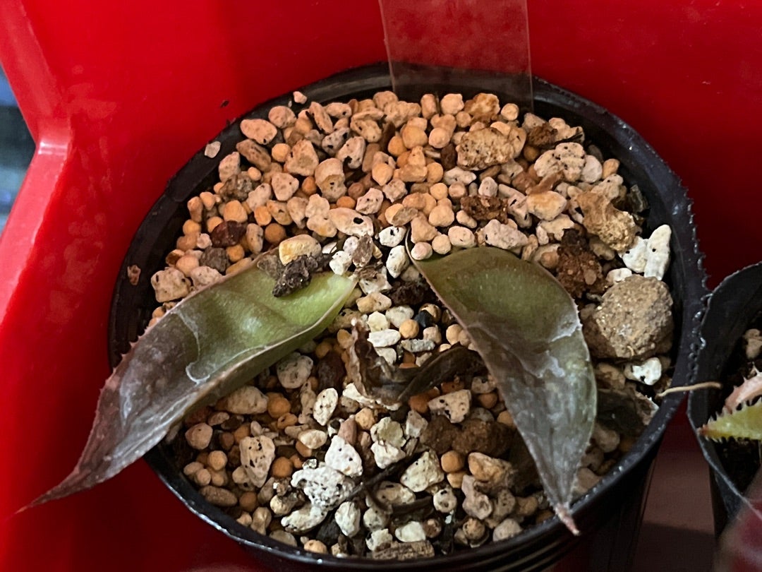 や、、、っと。人生初のハオルチア葉挿しの芽がでた！ | みどりあお