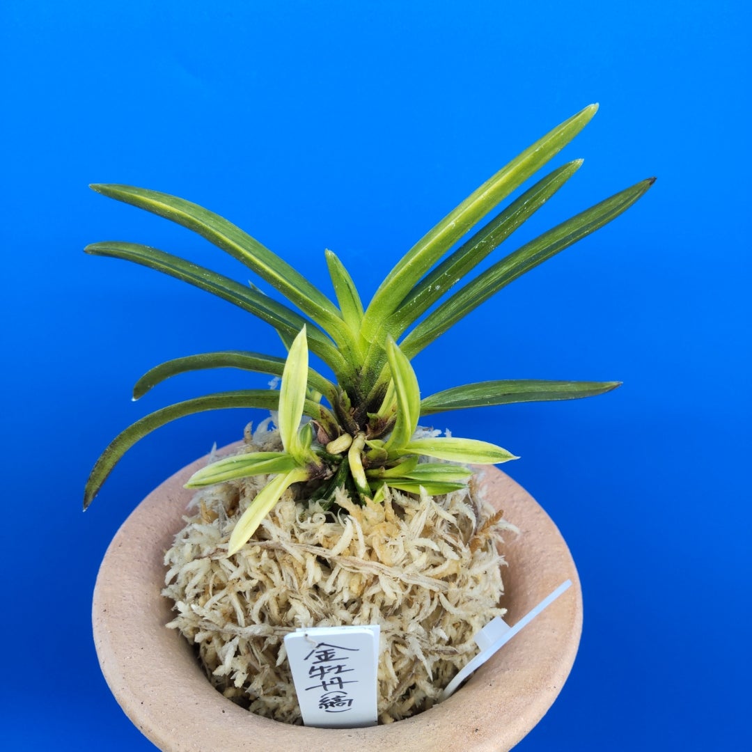 富貴蘭「紫織」（赤花の白黄縞種極上柄株立ち） 富貴蘭「紫織」（赤花