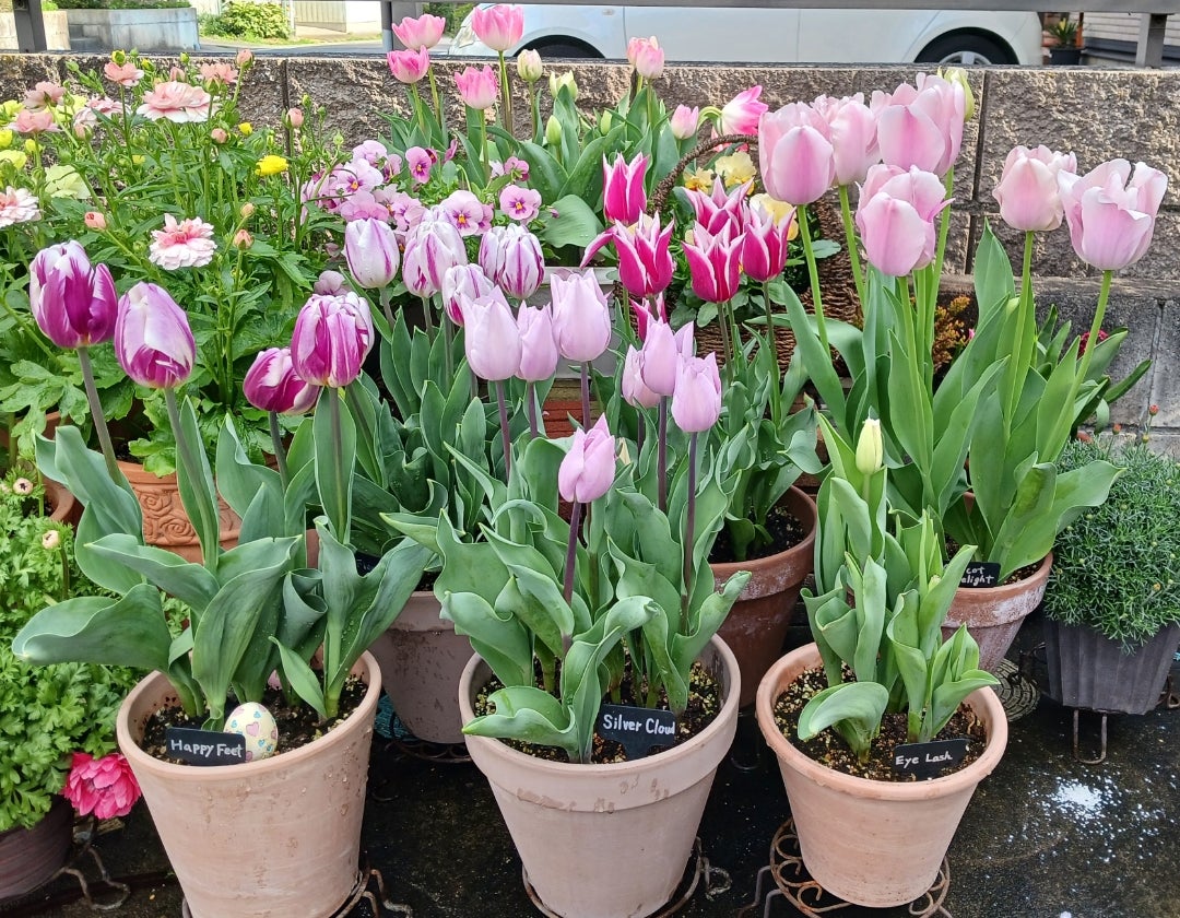 チューリップの植えつけ | ともの寄せ植えガーデニング