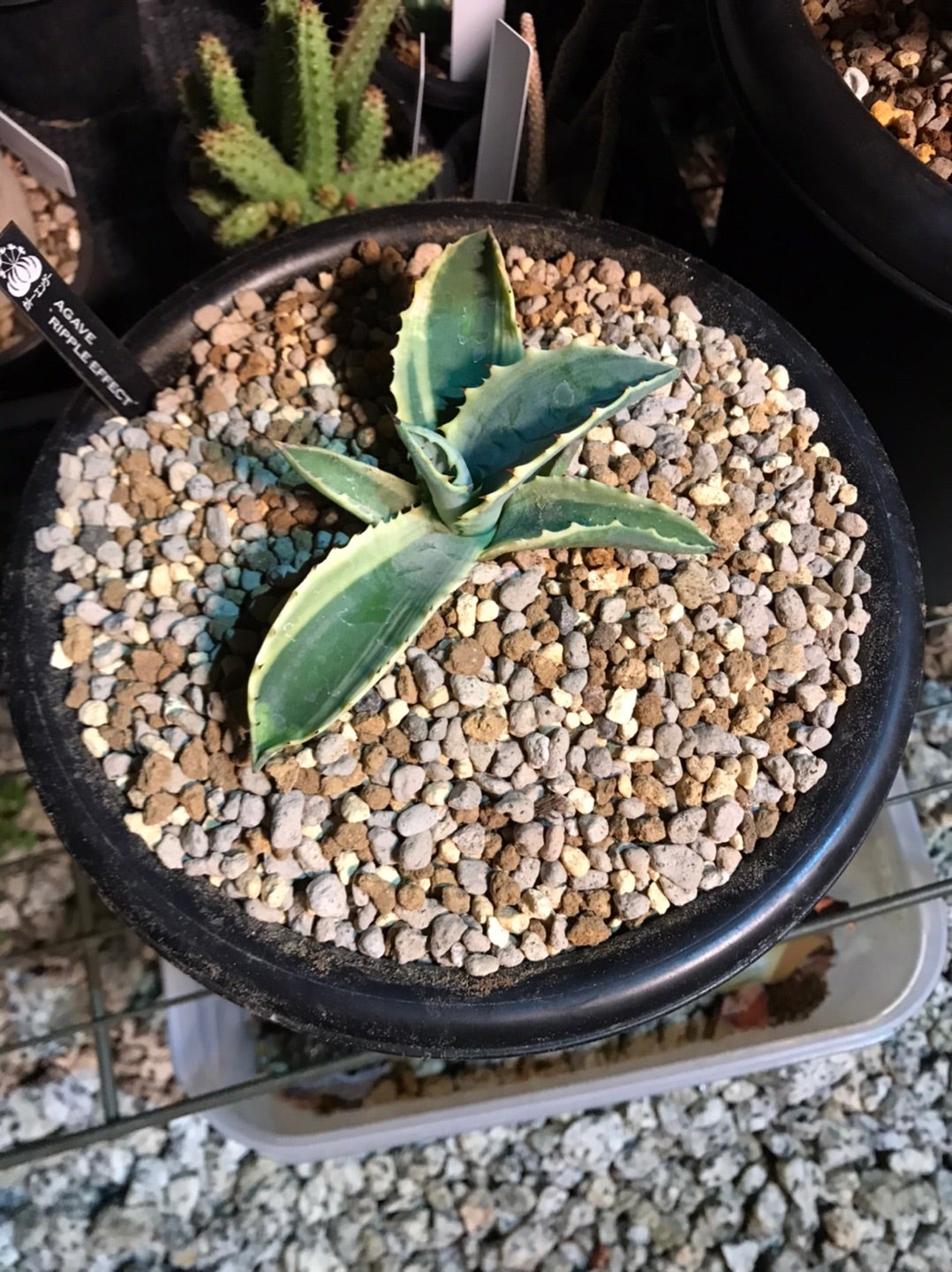 突然の出会い アガベ リップルエフェクト | つべるふブログ 多肉生活