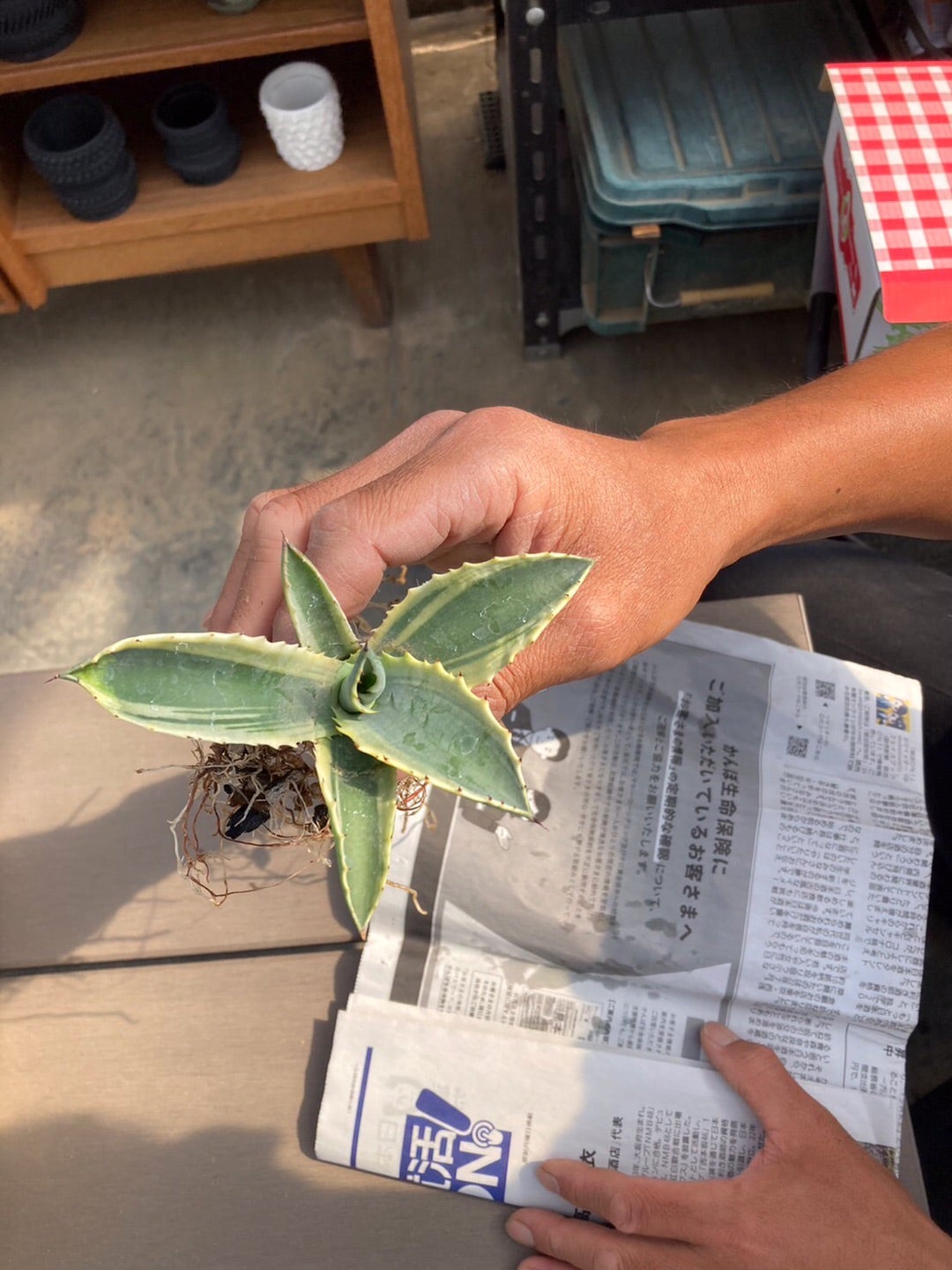 突然の出会い アガベ リップルエフェクト | つべるふブログ 多肉生活