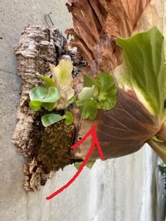 ビカクシダ AKKI 親株 Yahoo!オークション -「親株」(ビカクシダ