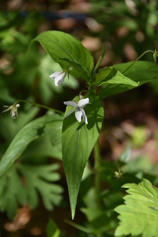 初夏の山野草 16（タデスミレ） | 山想花（sansouka）ブログ
