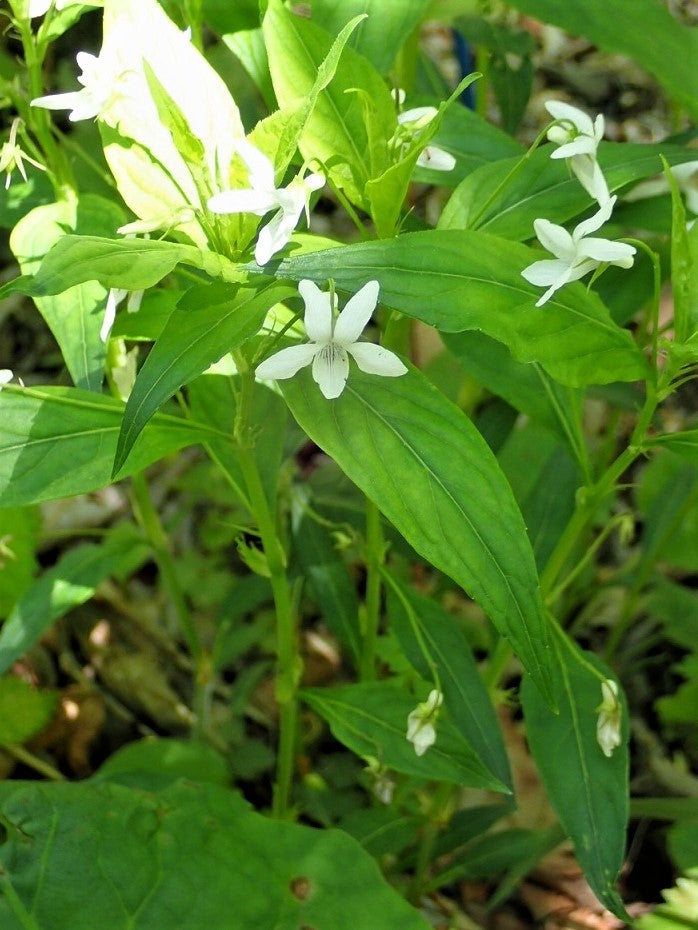 初夏の山野草 16（タデスミレ） | 山想花（sansouka）ブログ