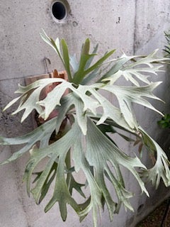 ビカクシダ イーワン (P. E-1) | calmplantsのビカクシダブログ