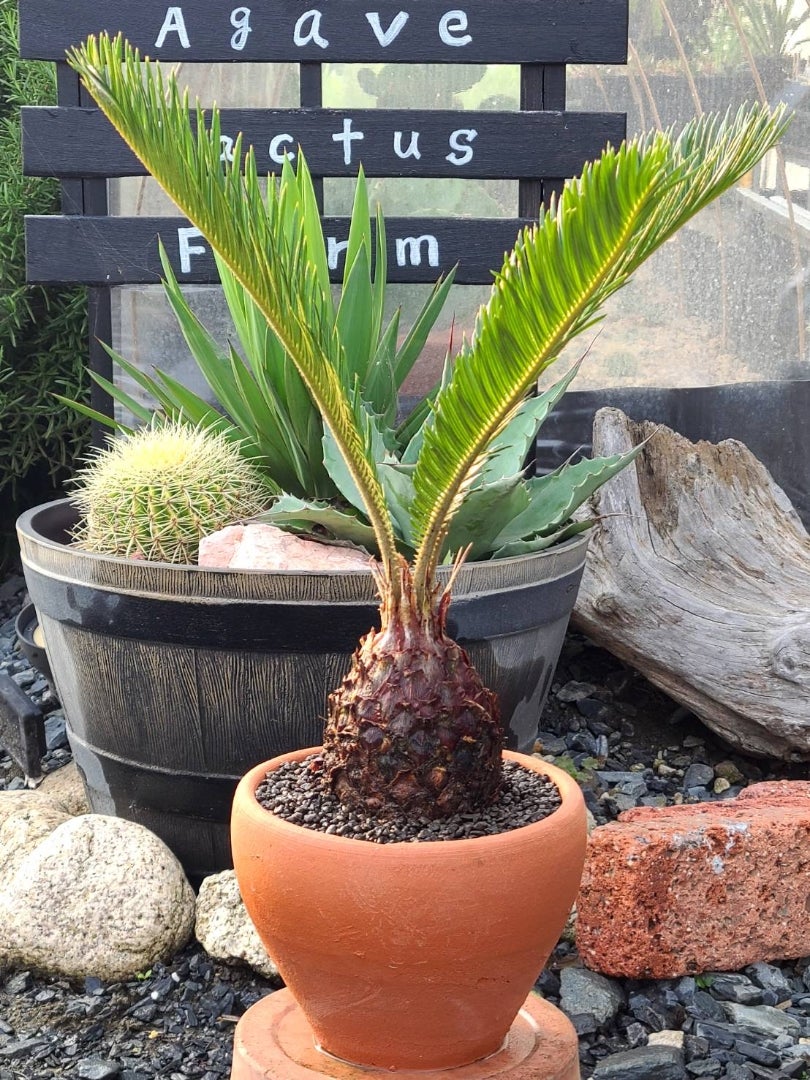 年末セール】サイカス・レボルタ / ソテツ 多頭 大株 ガーデニング