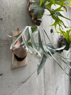 ビカクシダ オモ（P. omo) | calmplantsのビカクシダブログ