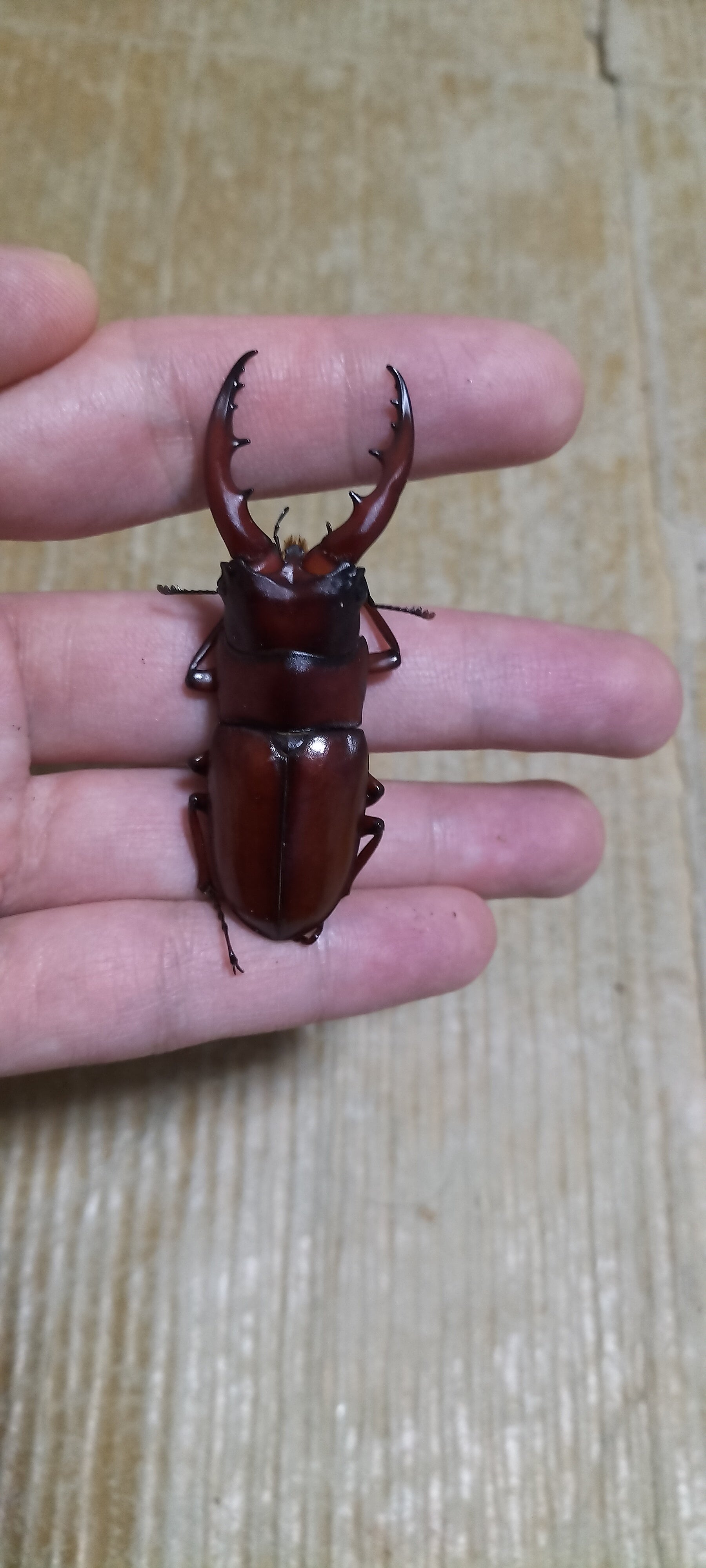 2022年度 ヤエヤマノコギリ（石垣島）飼育記録・経過編5 | 筋鍬家