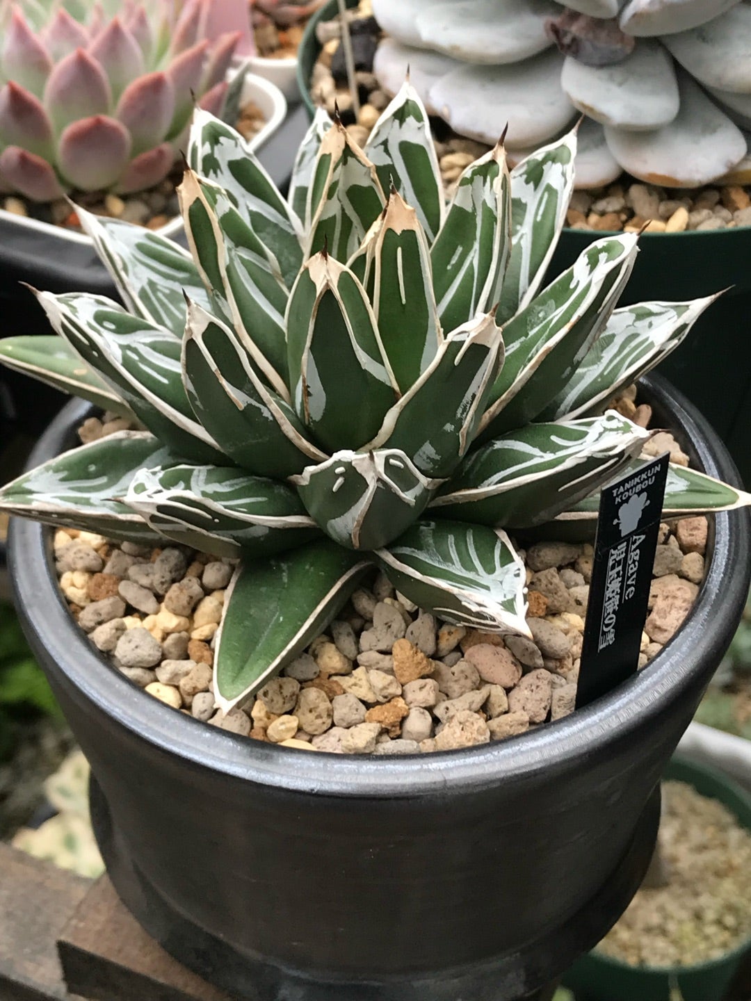 大特価！【アガべ 姫笹の雪白覆輪 中苗 子株付き】 2026年最新】姫笹の