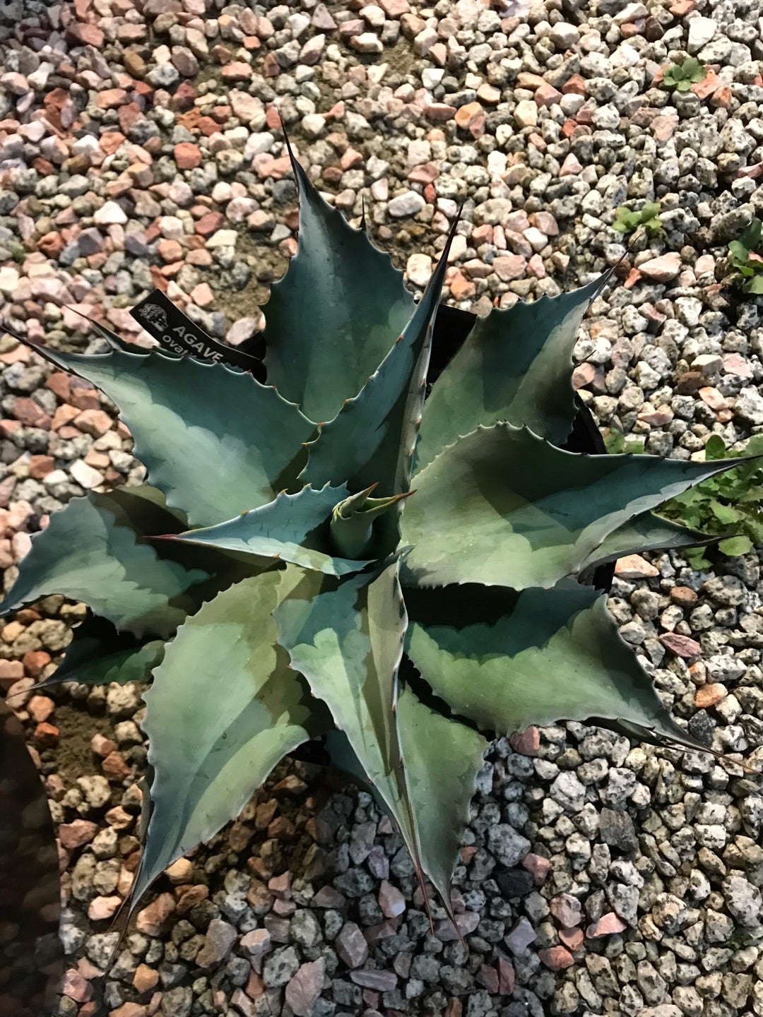 オバティフォリア縞斑 アガベ オバティフォリア フロステッド