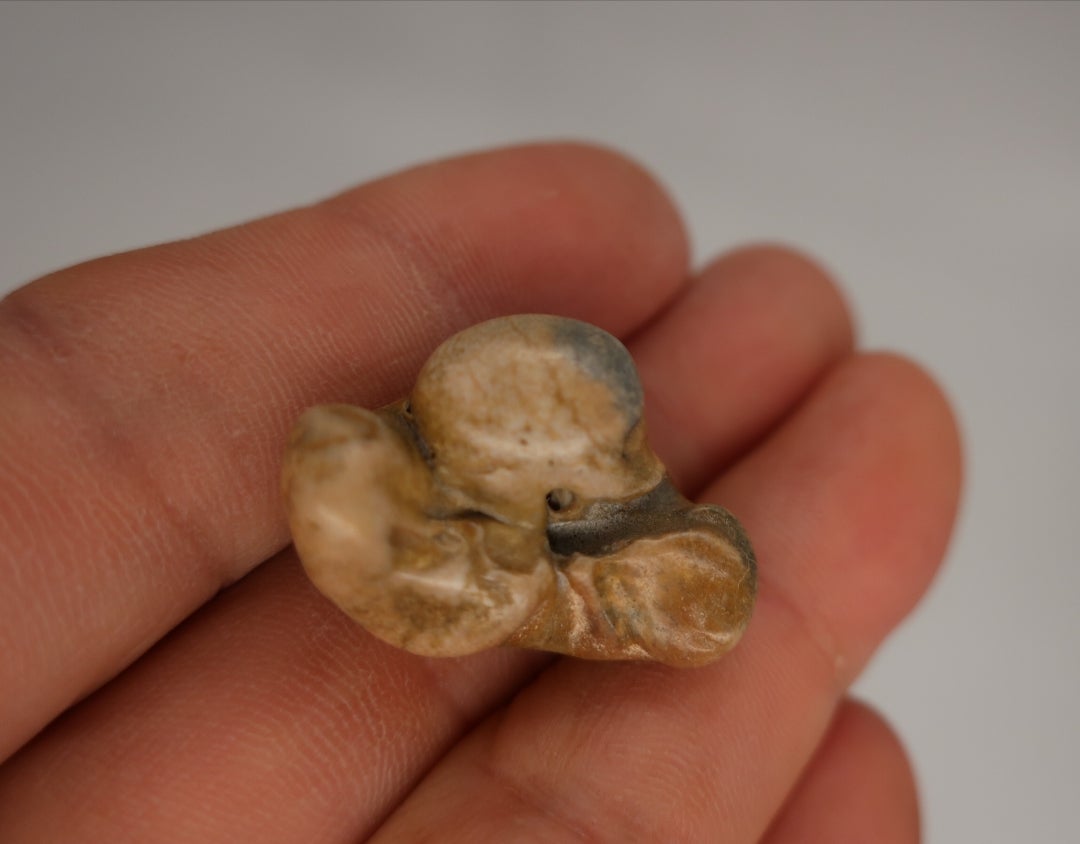 イルカの耳骨(布袋石) | 漁師暮らし