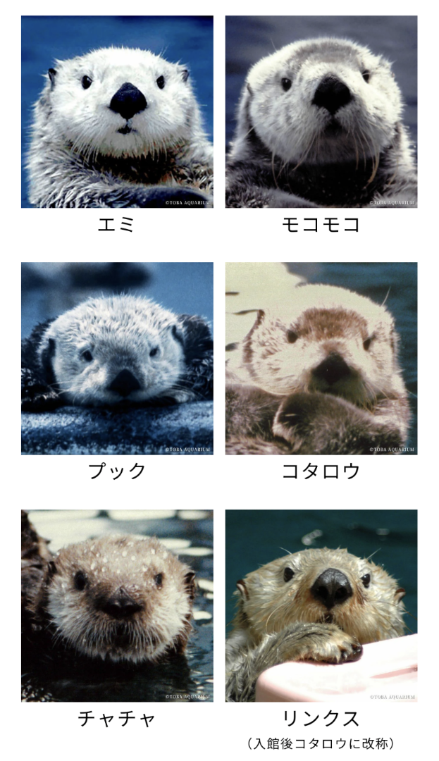 メイちゃん・キラちゃん、届いた〜！ | いんちきサファイア