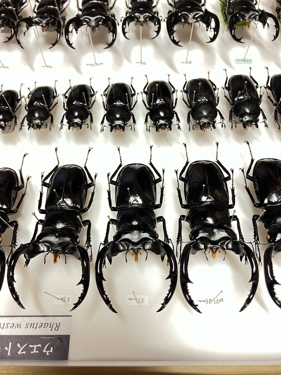 ウエストウッディ標本箱改‼️ | 【FwooD】昆虫標本専門店 ブログ