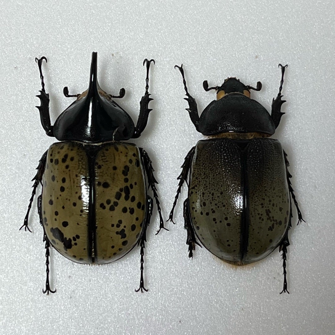 モロンシロカブト♂標本 【公式通販】