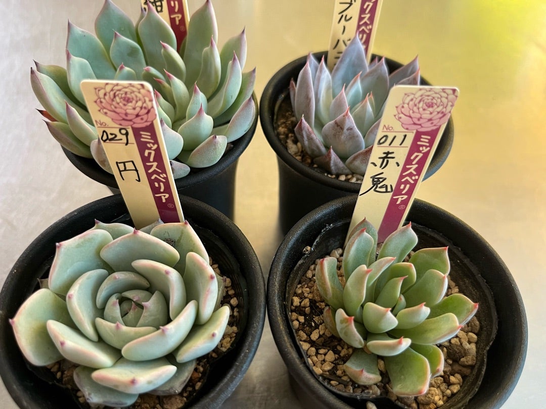 011【赤鬼】おらいさん苗 ミックスベリア 成長記録 多肉植物 | みどり