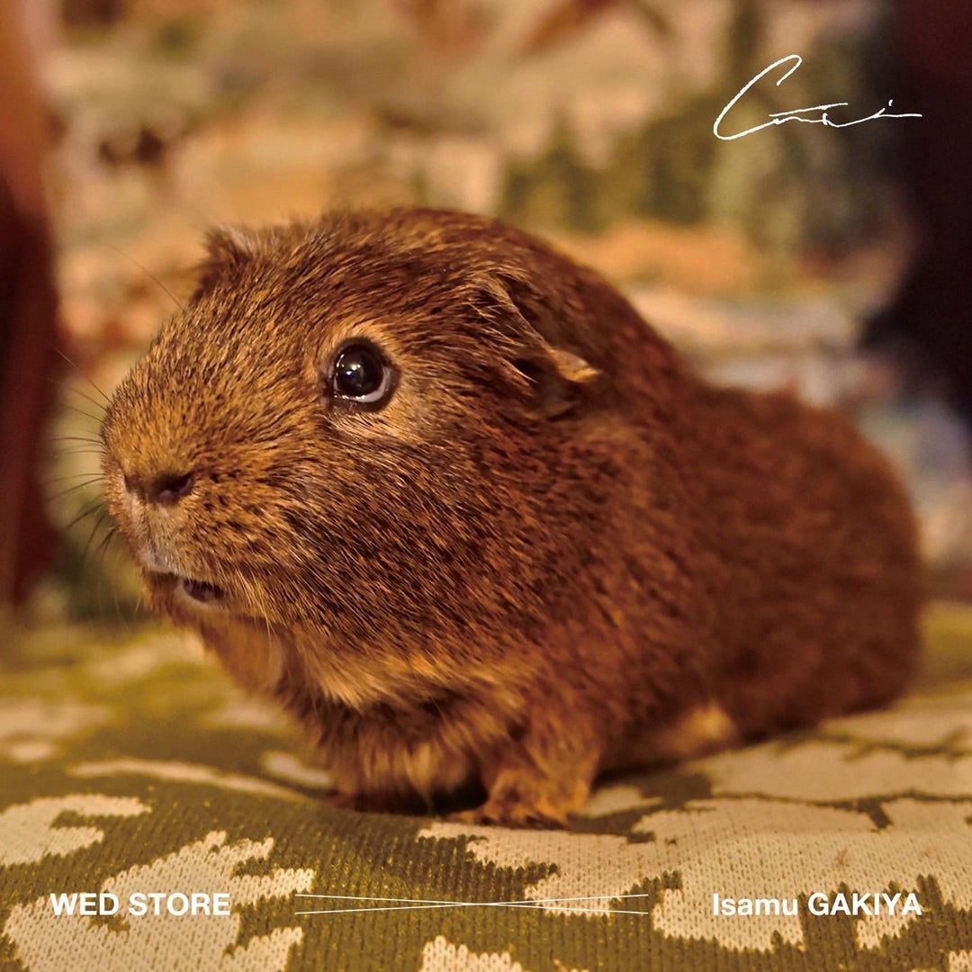 WED STORE × Isamu GAKIYA | WED STORE
