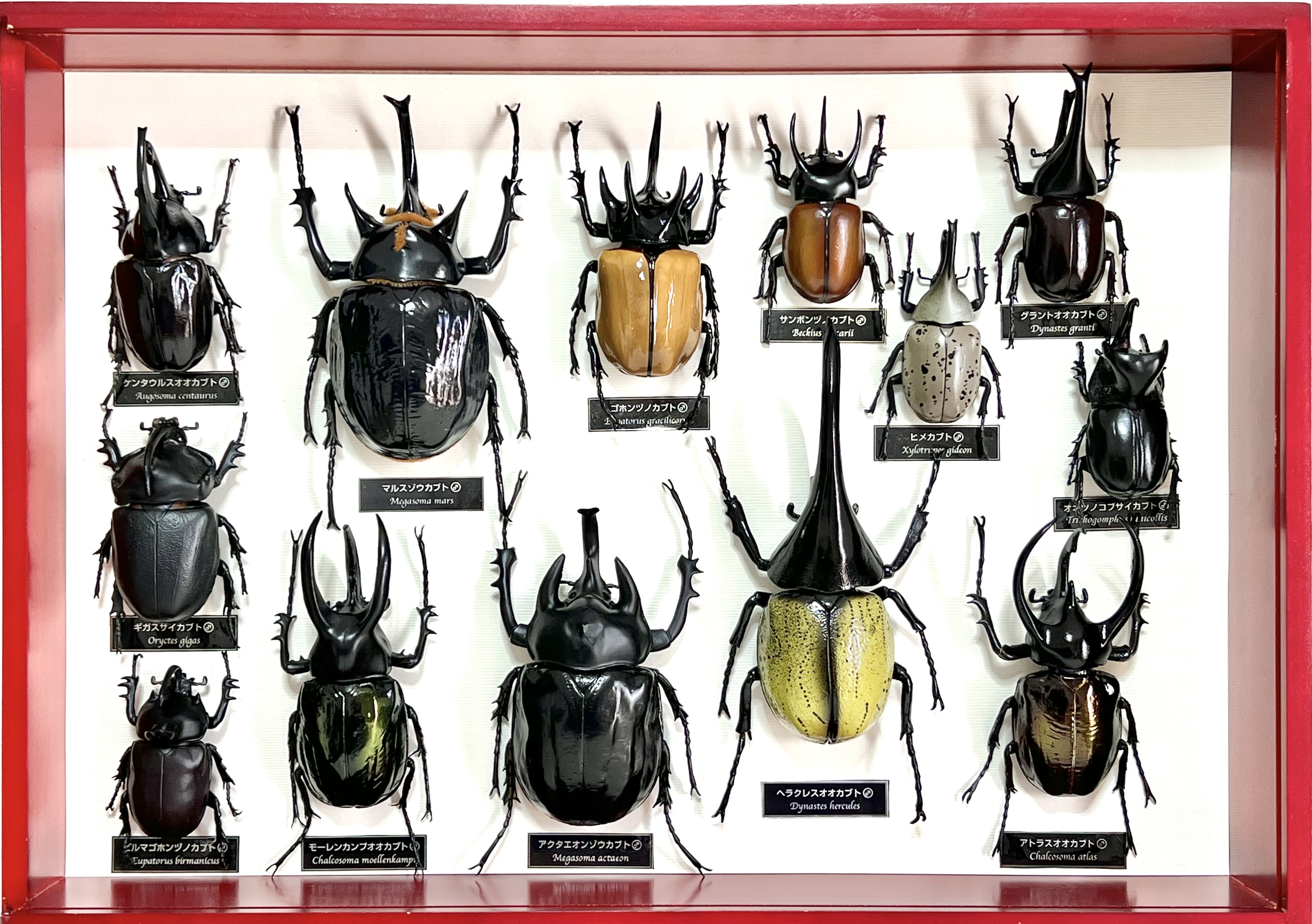 世界の昆虫 DATA BOOK デアゴスティーニ 原色日本昆虫図鑑 | パワー